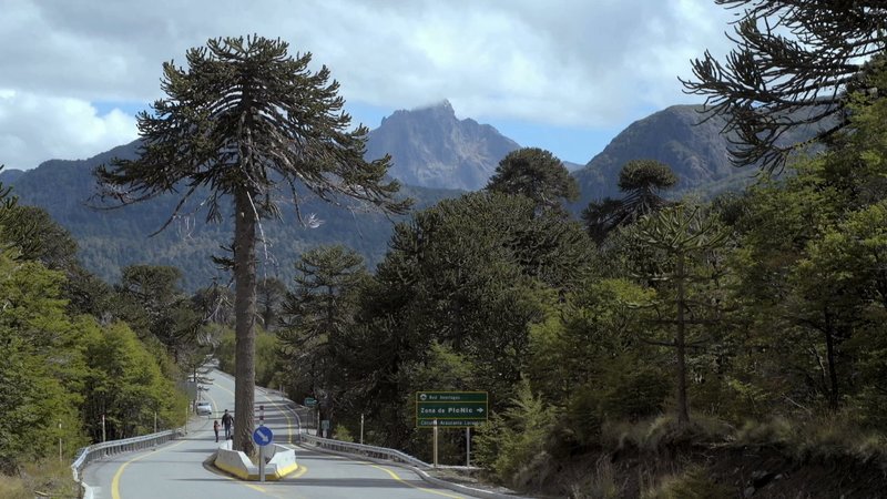 Ein Traum von Baum Bilder TV Wunschliste