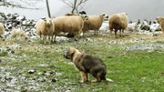 Zum Schutz der Schafherden werden spezielle Hirtenhunde, die Spanischen Mastins, benötigt.