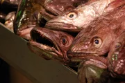 English Market in Cork - Fisch.