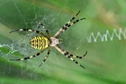 Wespenspinne