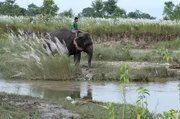 Ein Mahut führt seinen Elefanten zum Bad im Chitwan-Nationalpark.