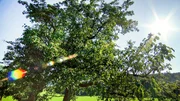 Streuobstbaum.