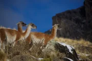 Im Windschatten der Anden liegt die trockene Seite Patagoniens, wer hier überleben will, muss besonders erfinderisch und robust sein ...