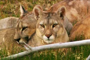 Puma-Familie