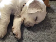 Golden Retrieverzucht; Welpen (Foto für alle Folgen)