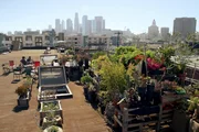 Die Musiker der Jazzgruppe Vignes Rooftop Revival gehen eine Symbiose mit ihrem Dachgarten ein: Wie ihre Musik ist auch die Pflanzenvielfalt zufällig und Stück für Stück gewachsen.