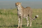 Gepard, Massai Mara.