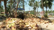 Kokosnussernte auf Koh Samui