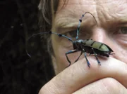 Auch wenn Henry Mix vor allem nach Tigerspuren suchen soll, faszinieren ihn auch die riesigen Insekten im Regenwald von Bhutan.