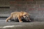 Tigerbaby