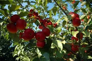 Äpfel