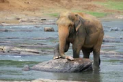 der Elefant in Sri Lanka