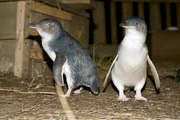 Pinguine auf Partnersuche: Werden Rocky und Jesse zusammenfinden?
