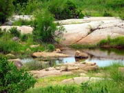 Der Krüger-Nationalpark