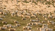 500.000 Rentiere ziehen in einem 3.200 Kilometer langen Zug von der Taiga in die Tundra.