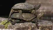 Europäische Sumpfschildkröten sonnen sich auf den antiken Steinen in Butrint