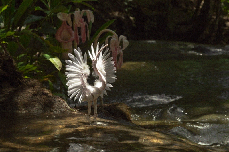 Winter im Regenwald (EW/MEX, 2019)