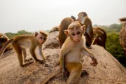 Der fünf Monate alte Ceylon-Hutaffe Jazir ist Teil einer Gruppe von rund 30 Affen, die in der verlassenen alten Hauptstadt Sri Lankas, Polonnaruwa, leben.