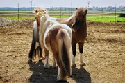 Am besten gefällt es den Shetlandponys aber drauüen im Freien, in der Herde mit ihren Freunden.Â