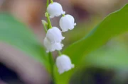 Sobald die ersten Sonnenstrahlen den Waldboden berühren, sprießen die ersten Blumen aus der Erde, so auch das Maiglöckchen.