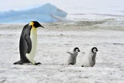 Pinguine