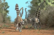 Victor (li.) führt die Lemuren-Bande durch die Sisal-Plantagen in ihr Gebiet zurück.Zur ARTE-Sendung Madagaskar - Bandenkrieg der Lemuren (4/5) (4): Der Weg in die Unabhängigkeit Victor (li.) führt die Lemuren-Bande durch die Sisal-Plantagen in ihr Gebiet zurück. Â© True To Nature Foto: ARTE France