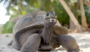 Eine Aldabra-Riesenschildkröte - sie zählt zu den größten Schildkröten überhaupt.