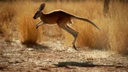 Kangaroo, Australia