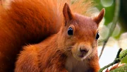 Hektik ist sein Markenzeichen – das Eichhörnchen.