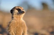Erdmännchen