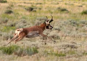 Die Antilope lebt meist in Gruppen, um sich besser vor Raubtieren schützen zu können.