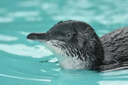 Erholung im Pool: Dem Pinguin-Krankenhaus auf Phillip Island ist auch ein kleines Schwimmbecken angeschlossen.