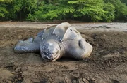 Lederschildkröte beim Eierlegen