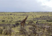 Die Abgeschlossenheit und der Wasserreichtum machen den Ngorongoro-Krater in Tansania zu einem Tierparadies der Extraklasse.