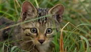 Wildkatze.