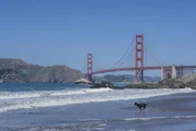 der Hund an der Küste, USA