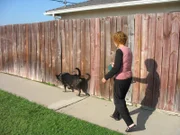 Betty McVay walks Aussi in her neighborhood..