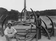Der belgische König Leopold II. erhob auf den Handel im Kongo Abgaben. Durch die Besteuerung des Elfenbeins beispielsweise flossen ihm neue Finanzmittel zu.