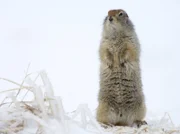 Das Arktische Erdhörnchen hat den schlimmsten Teil des Winters einfach im Bau verschlafen.