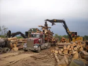 Fourth generation logger Bobby Goodson is one of the rare breed of swamp-loggers working the murky, dangerous swamps of North Carolina in search of high value timber for everything from paper products to construction grade lumber.