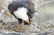 Wenn die Vögel aus ihren Winterquartieren in den Yellowstone zurückkehren, erwacht das Leben im Nationalpark aus dem Winterschlaf.