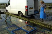 Chantal Cahue holt frische Austern aus den großen Becken im Watt vor Cancale.