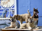 Künftige Schlittenhunde.