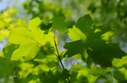 Baum des Jahres 2015: der Feld-Ahorn.