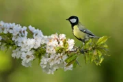 Eine Kohlmeise im Frühling.