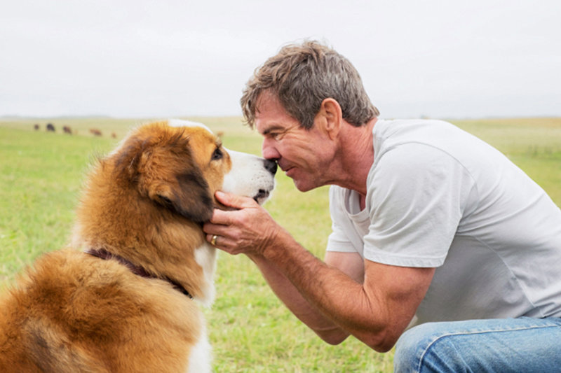 Bailey Ein Freund Fürs Leben Netflix