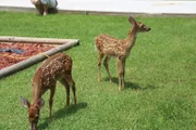 Two baby deer that were being kept illegally as pets.