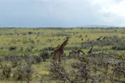 Giraffen im Ngorongoro Krater.