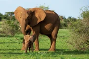 Safina, ein einwöchiger afrikanischer Elefantenbaby, mit ihrer alleinerziehenden Mutter Cyclone, der Matriarchin der Herde, im Buffalo Springs National Reserve, Kenia.