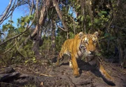 hr-fernsehen EXPEDITION HIMALAYA (1), Auf der Fährte der Tiger, Ein Film von Sue Western, Dreiteilige Sendereihe, am Mittwoch (07.05.14) um 15:15 Uhr.
Das Bild eines Tigers in Bhutan war nur Dank einer Kamerafalle möglich.